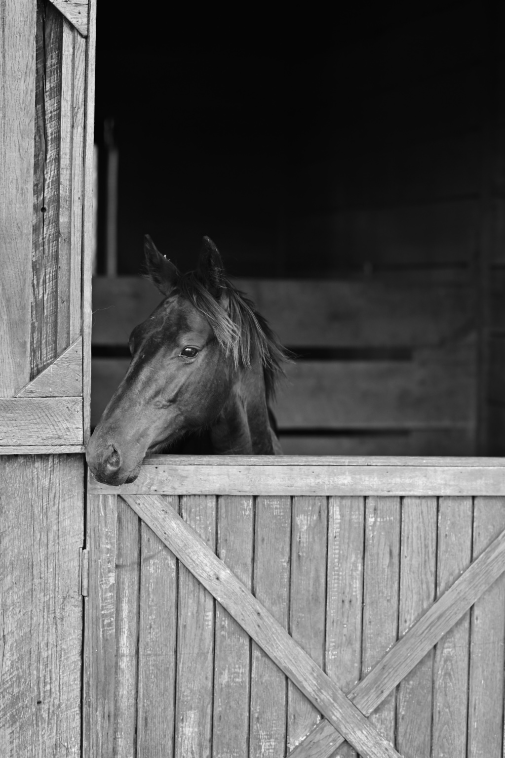 Black-and-white portrait of a horse looking out from a wooden stable door