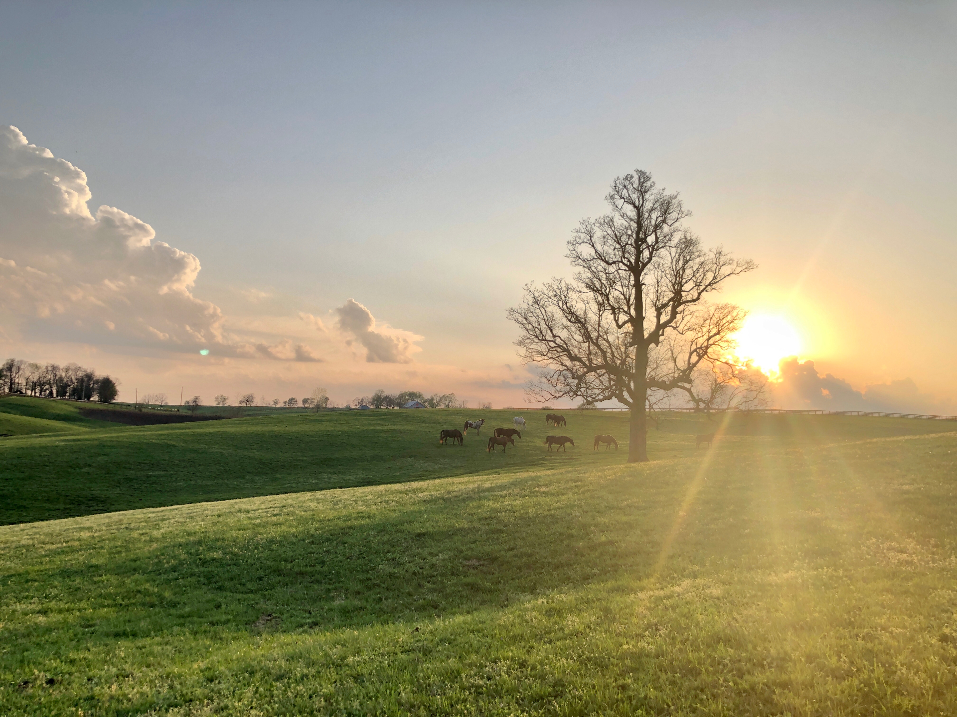Horses grazing at sunset