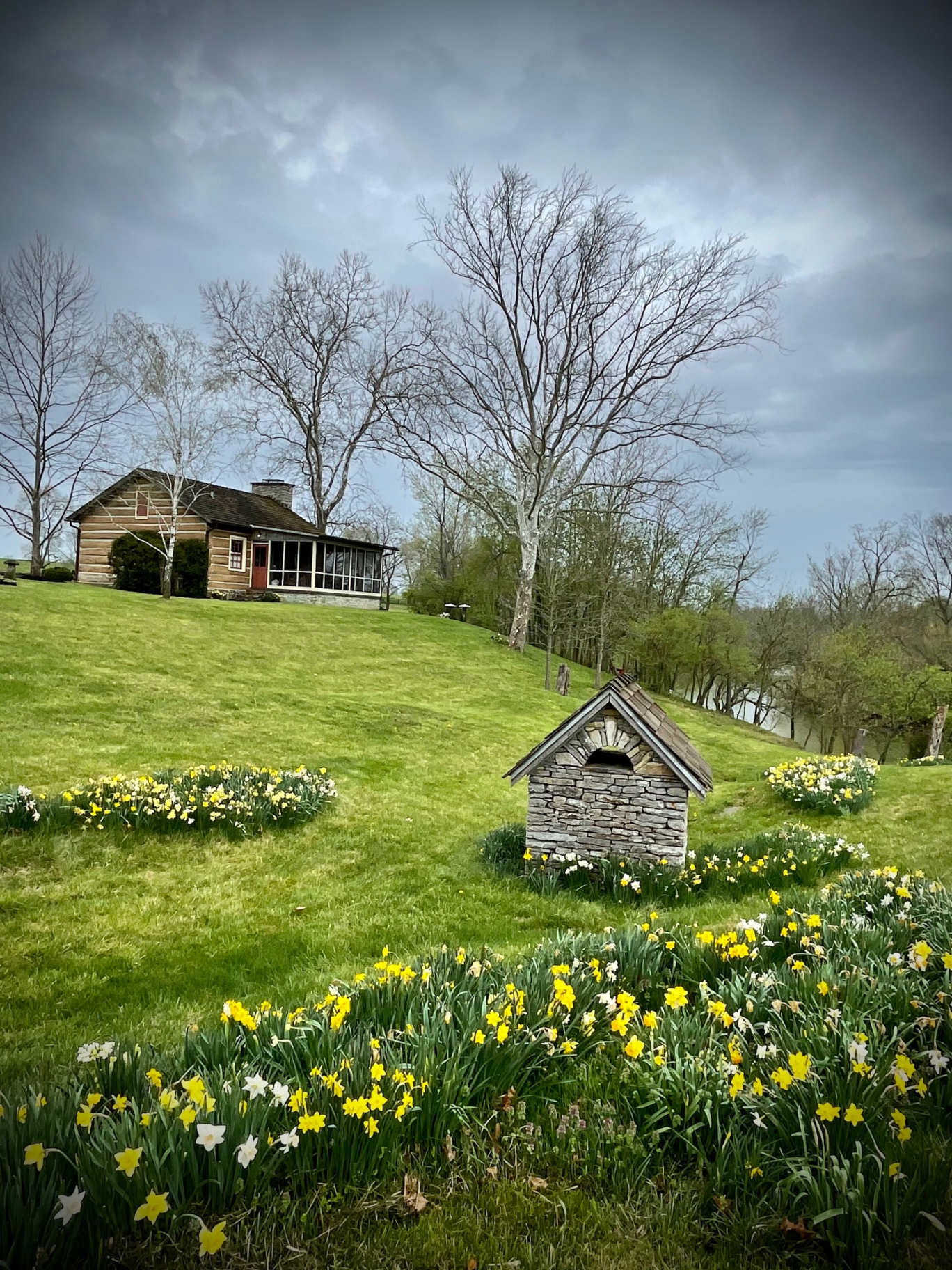 Spring daffodils with cabin and stone well