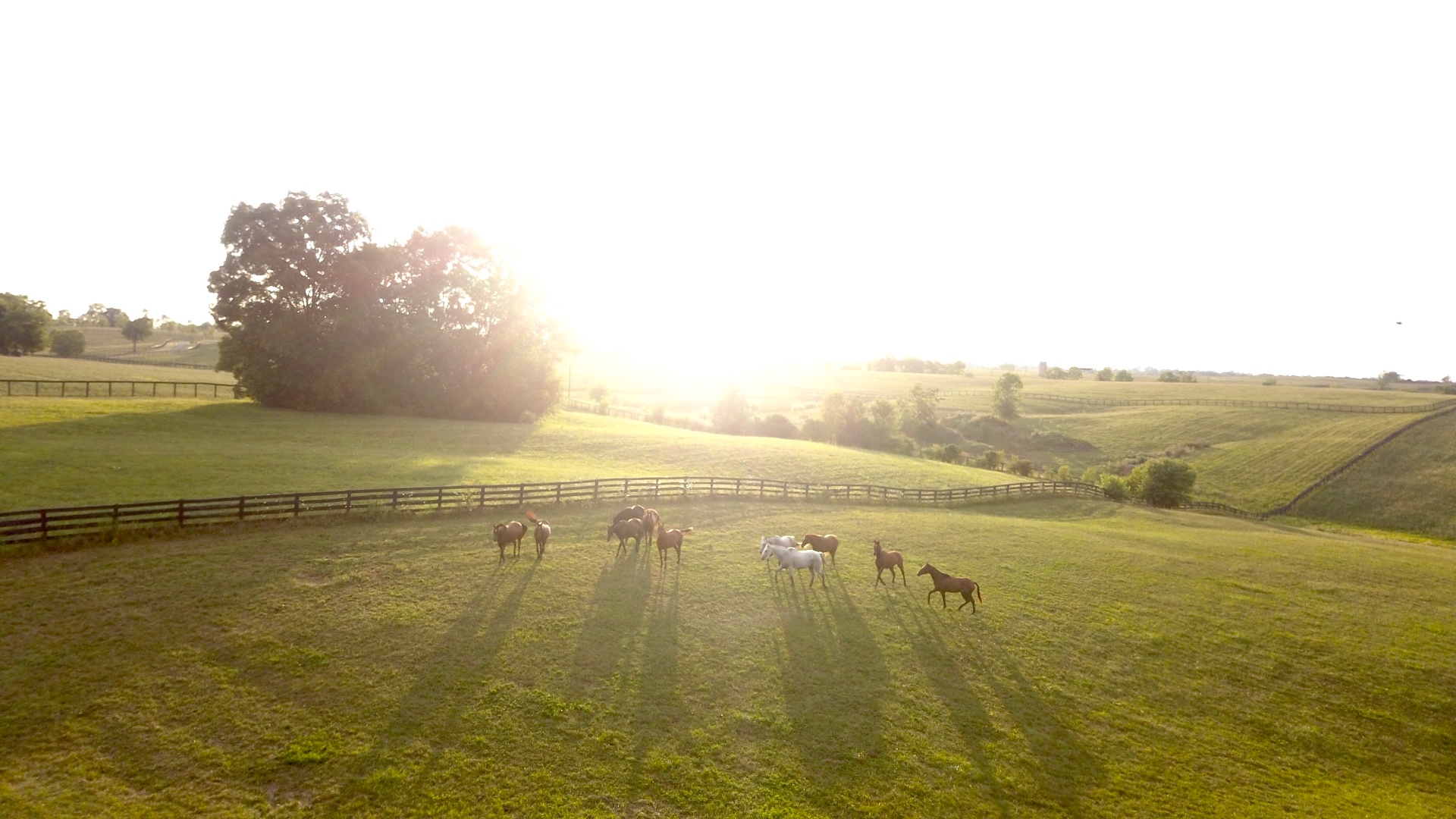 Horses grazing in golden evening light at Augustus Hill Farm